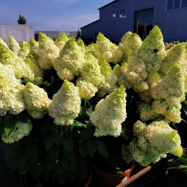 Hydrangea paniculata `Magical Kilimanjaro` ®_2020.08.05 (3)